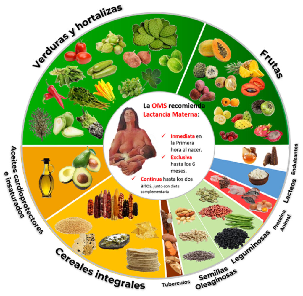 El Boceto del plan de comida saludable con la entrega de alimentos